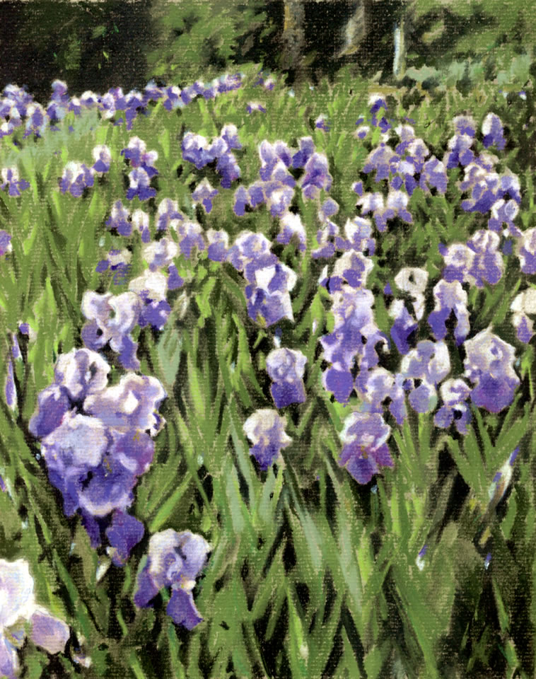 Irises