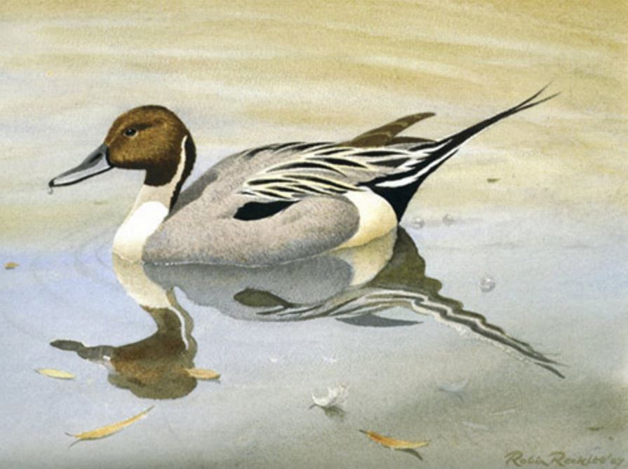 Pintail - Watercolour