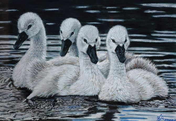 Cygnets