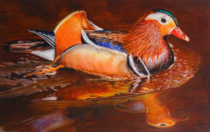 Mandarin Duck