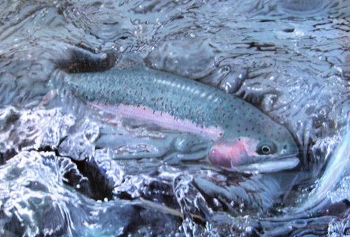 The Leap of The Salmon Trout